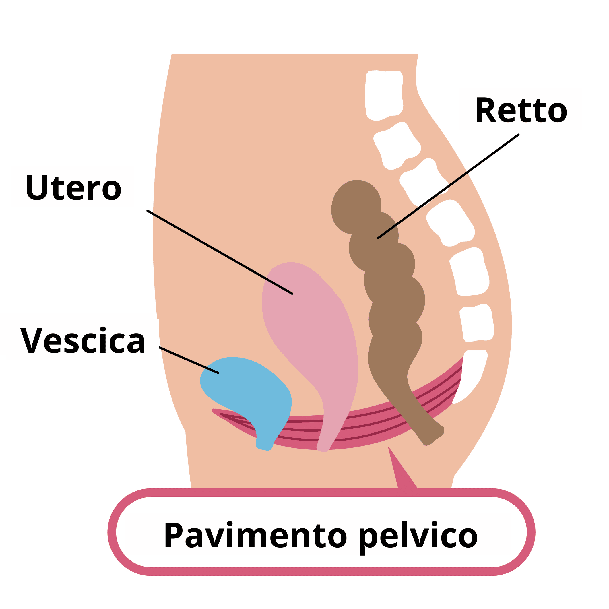Pavimento Pelvico | Dimann Pavimento Pelvico | Dimann